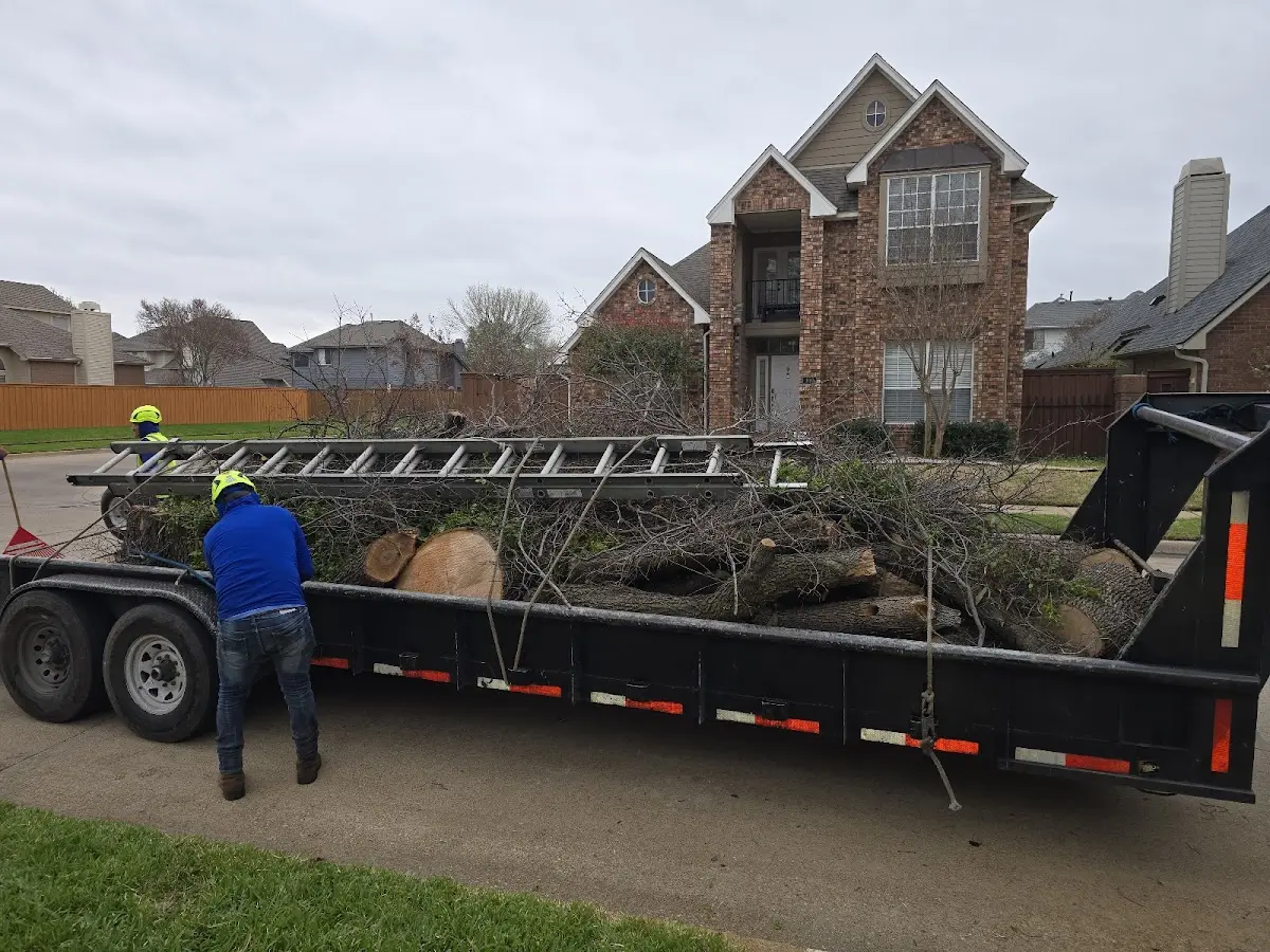 Expert Tree Removal with proper safety equipment in Maxwell